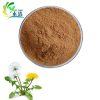 Dandelion root extract flavonoids