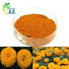 Marigold Extract Lutein powder