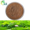 Lotus leaf extract  Nuciferine for lossing weight