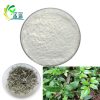 Vine tea extract Dihydromyricetin 98%