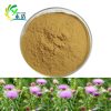 Milk Thistle Extract  Silymarin