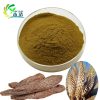 cistancvhe tubulosa extract 60% Total Saponins